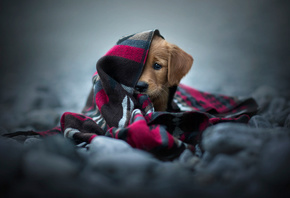 ������, �����, Anne Geier, ��������