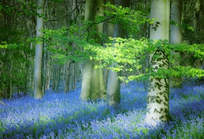 лес, ветки, листья, свет, деревья, цветы, стволы, поляна, Англия, весна, пр ...