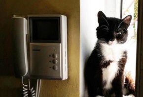 ��������, ���, �����