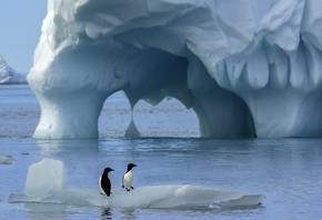 птицы, природа, океан, пингвины, Антарктика, льдины, HITTHEROAD