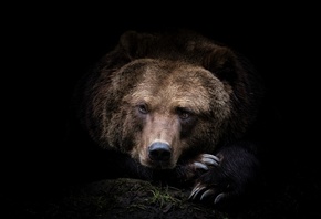 Камчатский, Медведь, хищник, бурый медведь, животное