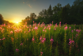 ������, �����, �������