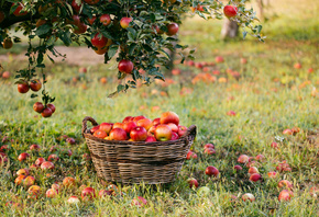 яблоня, яблоки, плоды, урожай