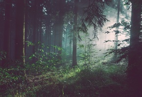 Лес, утро, деревья, солнечные лучи, туман