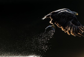 �����, �������, ����, �����, �����, ����������� �����, ������, ��������