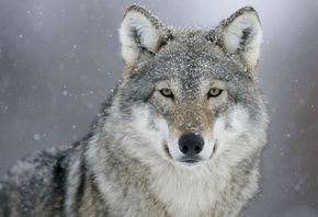 , gray wolf, grey, , , , 