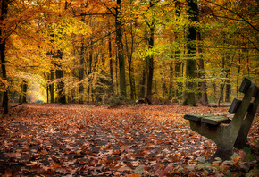 осень, парк, скамейка, деревья, опавшие листья