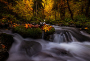 осень, лес, деревья, пейзаж, природа, камни, листва, водопад, мох, Doug She ...