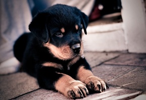 Ротвейлер., щенок Ротвейлер., щенок