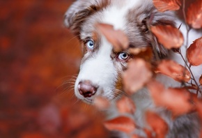 животное, собака, пёс, австралийская овчарка, аусси, голова, взгляд, природа, ветки, листья, осень
