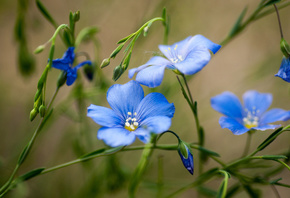 blue, flowers, bokeh, field, flowers