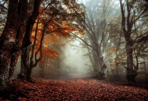 природа, лес, деревья, осень, листва, туман
