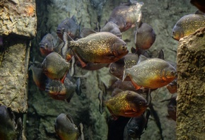 , Piranhas,  