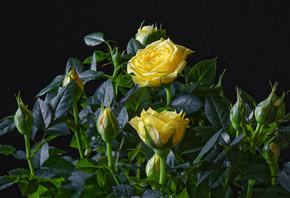 Розы, Черный, фон, Желтый, Бутон, Цветы