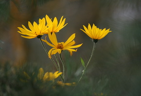 Yellow, flowers
