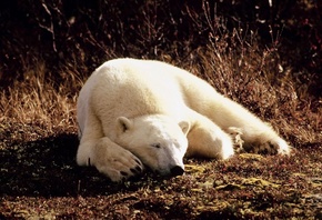 белый медведь, трава, лежать, сон