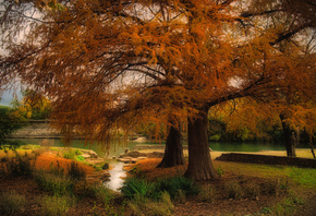 Осень, Река, Austin, Техас, Деревья, Природа