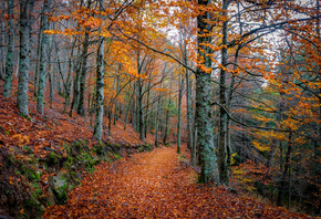 autumn, forest, trees, road