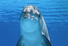 Дельфин, подводный мир
