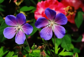 ,  , Geranium pratense, , , 