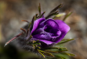 ������, �����