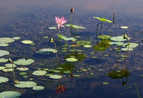 ����, �����, �����, ����