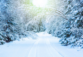 , , , white, landscape, park, winter, snow, tree