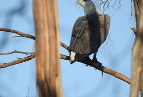 �����, ������, �����, ���