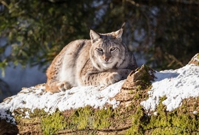 ��������, ������, ����