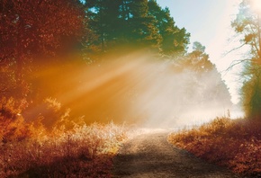 лес, деревья, осень, природа, туман, лучи солнца