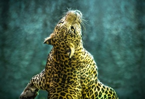 леопард, большая кошка, прыжок