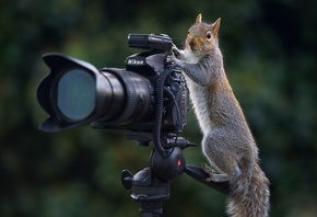 �����, ��������