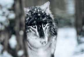 ���, ����