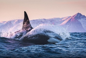 �������, ���, ��� ������