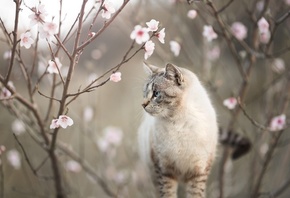 природа, весна, цветение, ветки, животное, кот, кошка