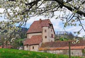 Деревня, дом, белые цветы, цветут, весна