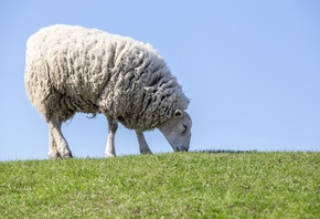 ����, �����, �����