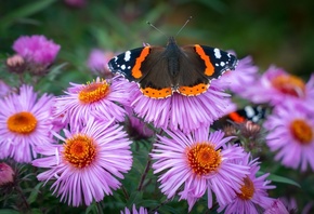 �������, �����, ������� �������