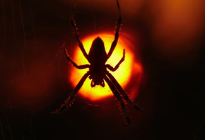 �����, ����