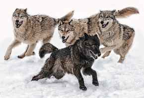 �����, ������, ����