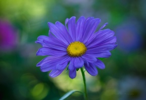 aster, macro, flora