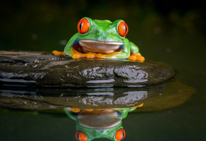 �����, ����� �������, red-eyed treefrog, ���������, ��������
