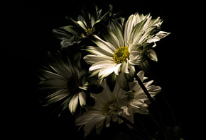 Белые, цветы, хризантемы