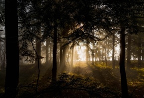 ���, �������, ���� ������, �������