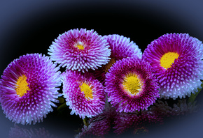 ����������, ����, ���