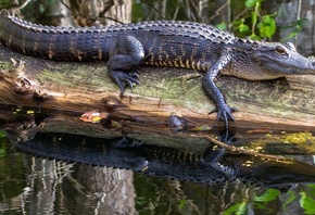 , Alligator, , 