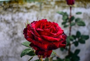 ����, ������