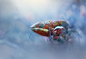 , , , , chameleon