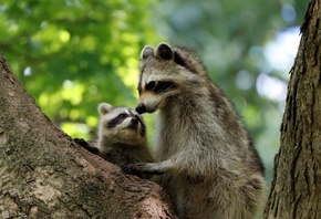 ����, �����, ��������