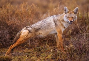 ����, Coyote, ������, ��������, ��������